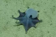 Tiny Blue Octopus Discovered Near Galapagos Confirmed as New Species