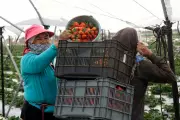 Top Fruits with Highest Pesticide and Forever Chemical Levels Revealed