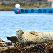 Top UK Spots for Rare Birds, Dolphins, and Grey Seals