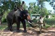Tourist Killed by Fighting Elephants at Indian Wildlife Camp