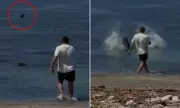 Tourist Sought for Throwing Coconut-Sized Rock at Protected Monk Seal in Hawaii