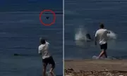 Tourist Throws Rock at Endangered Seal, Boasts 'I'm Rich'