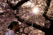 Trees Counter Half of Urban Heating but Miss Poorest Cities