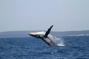 Two Humpback Whales Set Epic Migration Record from Australia to Brazil