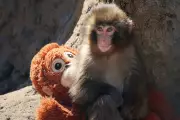 Two Men Arrested for Trespassing into Punch the Monkey's Enclosure in Japan