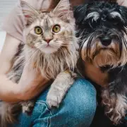 UK Government Warns Pet Owners on Flea Treatment Risks to Waterways