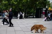UK Heatwave: RSPCA Warns on Walking Dogs in High Temperatures