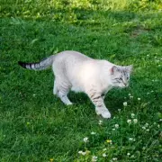 UK Law on Neighbour's Cat Using Your Garden as a Toilet Explained