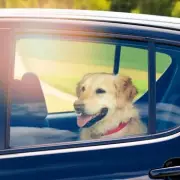 UK Rules on Smashing Car Window to Rescue Dog in Hot Car