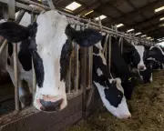 UK Sees Huge Rise in 'Battery Cow' Dairy Farms, Investigation Reveals