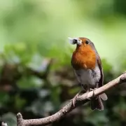 UK Wildlife Knowledge Gap: Brits Struggle to Identify Garden Birds