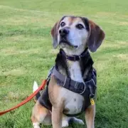 UK's Loneliest Dog Unwanted for Two Years Due to Grey Muzzle