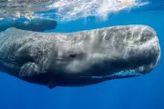 Underwater Robot Tracks Sperm Whales by Listening to Their Clicks