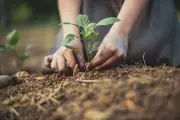 Urban Gardens May Contain Lead: Simple Ways to Reduce Exposure
