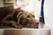 US Dog Food Recall: Albright's Raw Pet Food Over Salmonella Risk