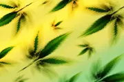 US Hemp Ban Threatens CBD Products and Medicare Reimbursement Plan