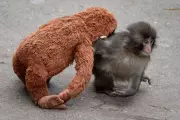 US Men Arrested for Trespassing into Viral Monkey Punch's Enclosure in Japan