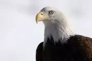USPS Unveils Bald Eagle Stamps for America’s 250th Birthday