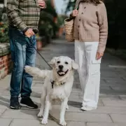 Vet Reveals Top 4 Dog Breeds She Recommends for Owners
