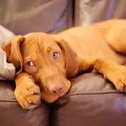 Vet Reveals Top 5 Most Overused Dog Names and Urges Creativity