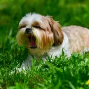 Vet Shares 5 Natural Home Remedies to Soothe Your Dog's Allergies