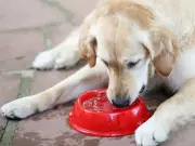 Vet Warns: Outdated Heatstroke Advice 'Killing Dogs' in UK Heatwave