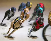 Victorian Greyhound Trainer Avoids Ban Over Dog's Cocaine Positive