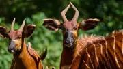 Week in Wildlife: Rare Bongos, Thames Seal Marmalade, and More