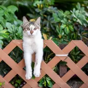 What to Do If Neighbour's Cat or Dog Poos in Your Garden: UK Rules