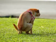 What to Do If Someone's Dog Poops in Your Garden: Legal Steps
