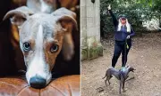 Whippets Surge in UK Popularity, But Experts Warn of Training Needs