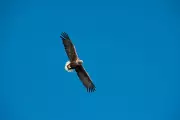 White-Tailed Eagles to Return to Exmoor After 200-Year Absence