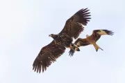 White-tailed eagles to return to Exmoor after more than 200 years
