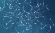 World's first frozen testicular tissue transplant restores sperm production in infertile man