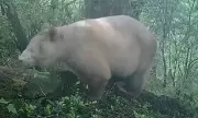 World's Only Albino Panda Spotted in Chinese Nature Reserve