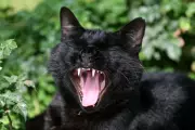 Yawning's Surprising Role in Brain Fluid Regulation Revealed by New Study