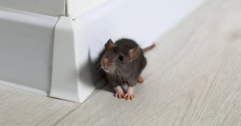 £1 Kitchen Staple That Will Keep Rats Away From Your Home For Good