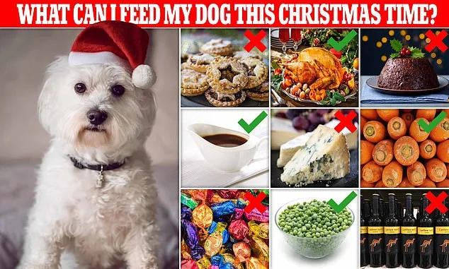 Vets Warn: Christmas Foods That Are Toxic to Dogs