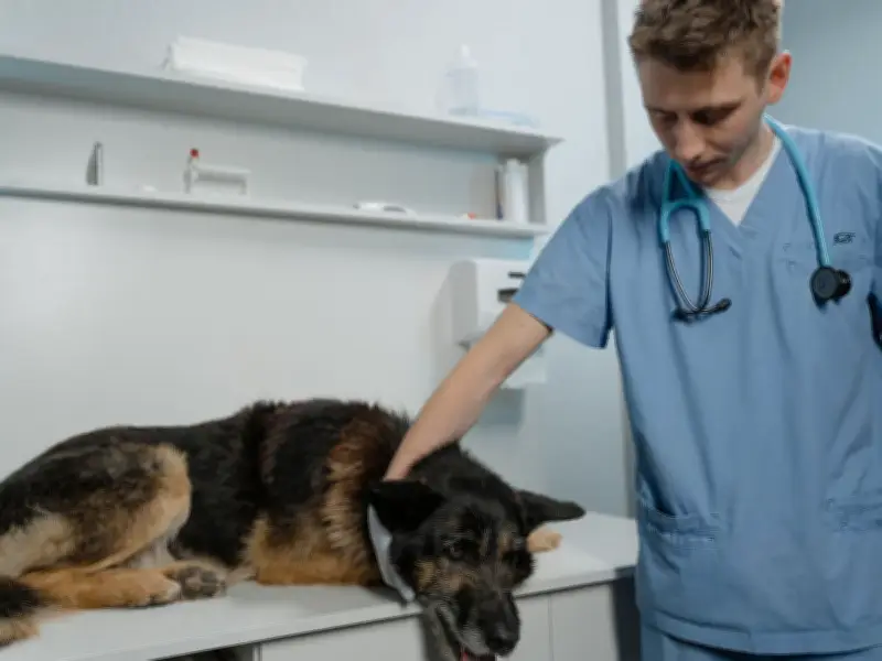 10-Minute Phone Call Could Save Pet Owners £50 on Each Vet Visit