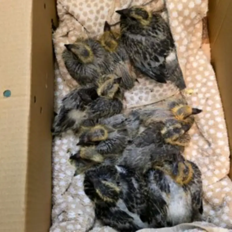 10 Pigeon Chicks Abandoned in Fife Layby After Nests Disturbed