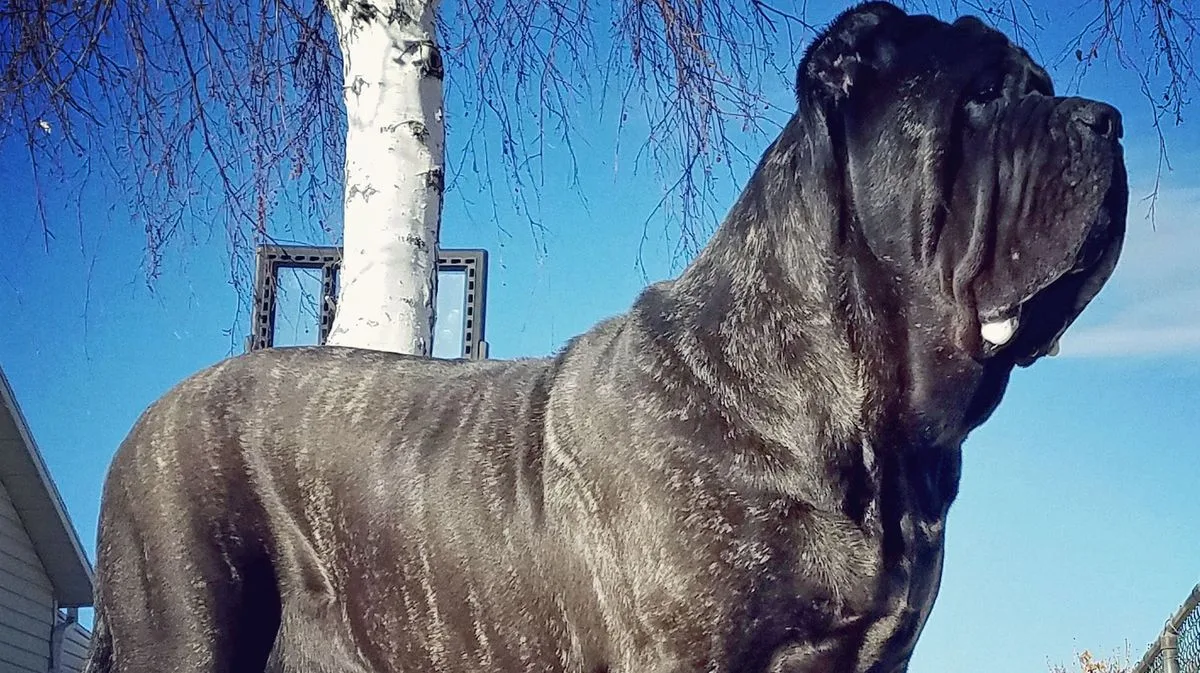 World's Largest Puppy Weighs 12 Stone and Stands Six Feet Tall at Nine Months Old