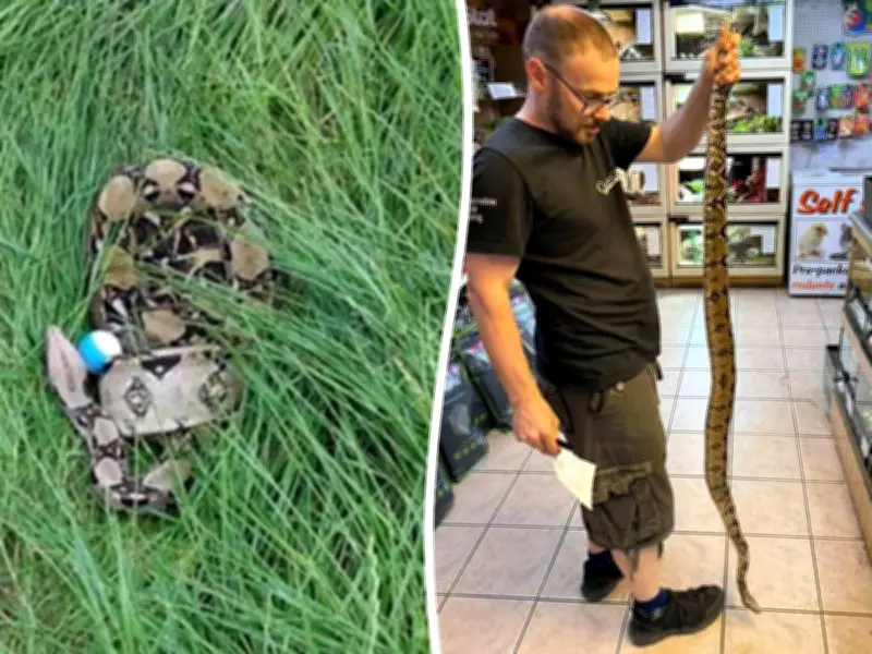 12-Year-Old Golfer Finds 6-Foot Boa Constrictor on Course