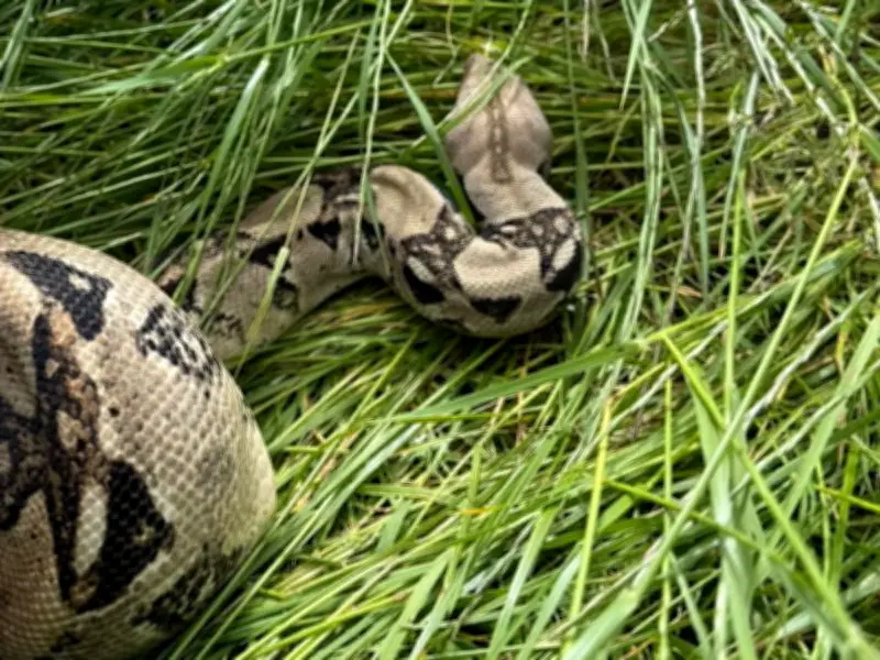 12-Year-Old Golfer Finds Six-Foot Snake on Ball at Darlington Course