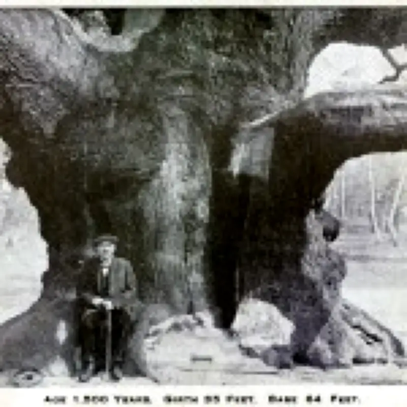 1,200-Year-Old Robin Hood Tree Dies from Too Many Visitors