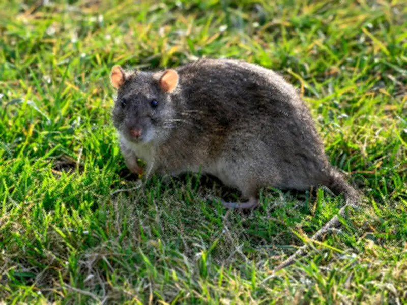 £1.47 Peppermint Oil Keeps Rats Out of Your Garden This Summer