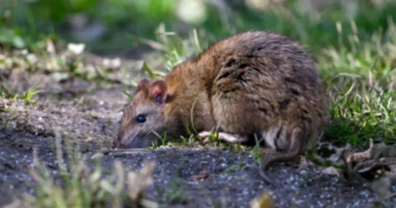 £1.47 Supermarket Buy That Could Stop Rats Invading Your Garden