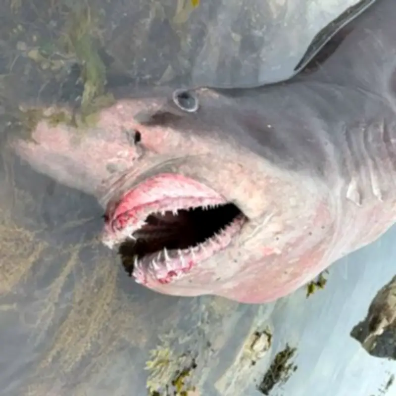 14ft Shark Washes Up on Jersey Beach, Baffling Scientists