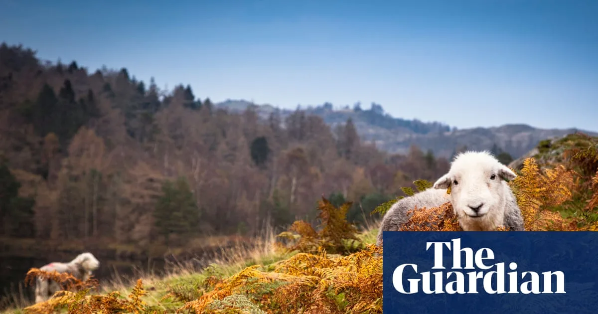 1925 Diary Reveals Herdwick Sheep's Amazing Homing Instinct
