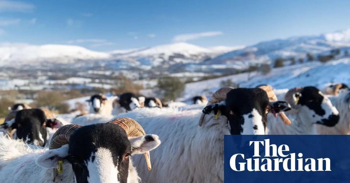 Rough Fell Ewes Dig Snow Shelters in Yorkshire Dales