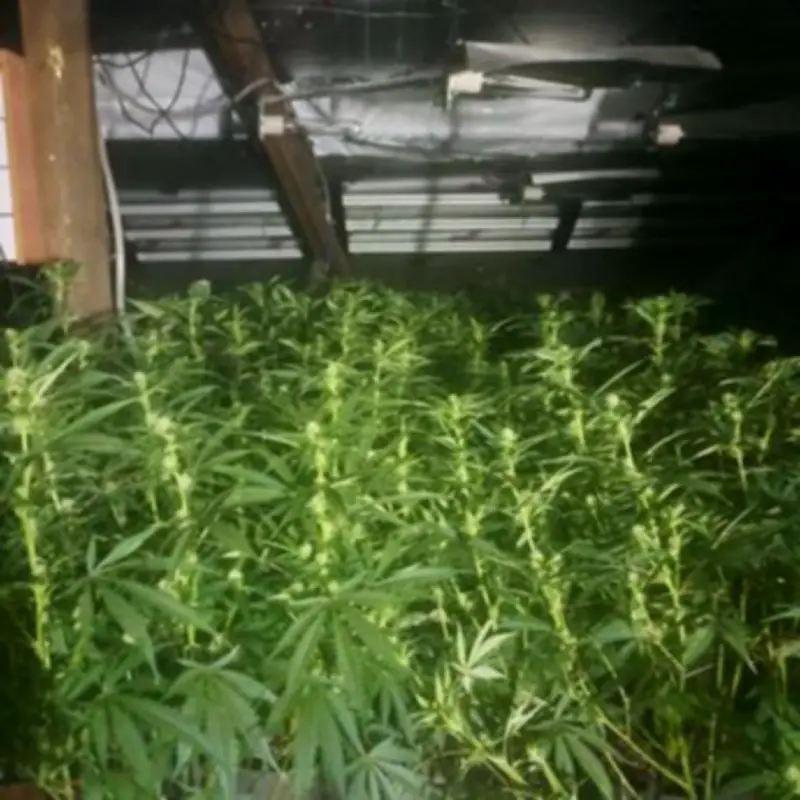 £200,000 Cannabis Farm Uncovered in Gateshead Police Raid